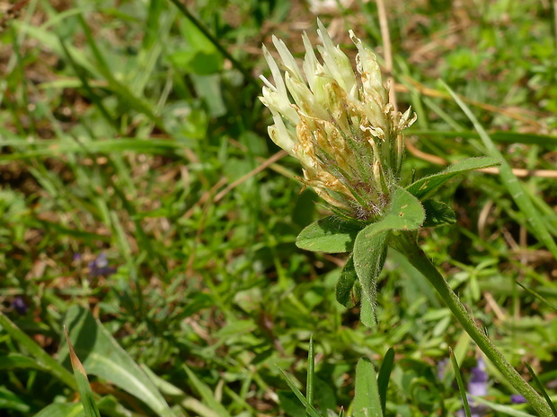 ďatelina bledožltá Trifolium ochroleucon Huds.