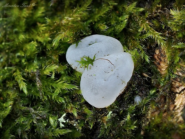 uchovec bazový biely Auricularia auricula-judae var. lactea Quél