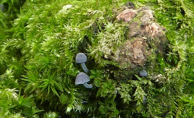 prilbička modrosivá Mycena pseudocorticola Kühner
