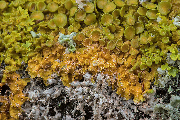 Marchandiomyces corallinus (Roberge) Diederich & D. Hawksw.