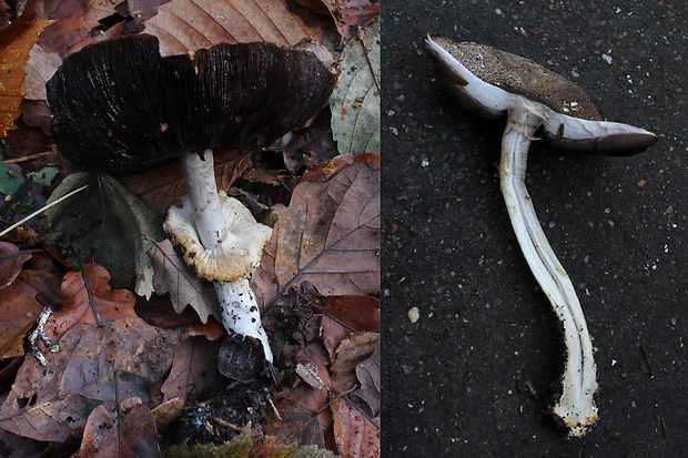 pečiarka Agaricus moelleri Wasser