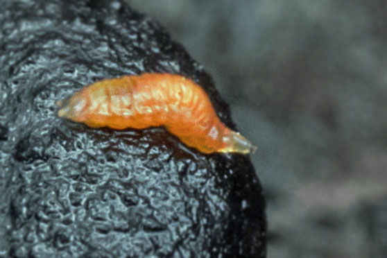 hubárka Mycetophilidae sp., larva