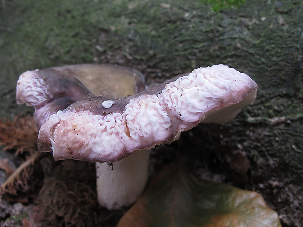 huby Fungi reg.