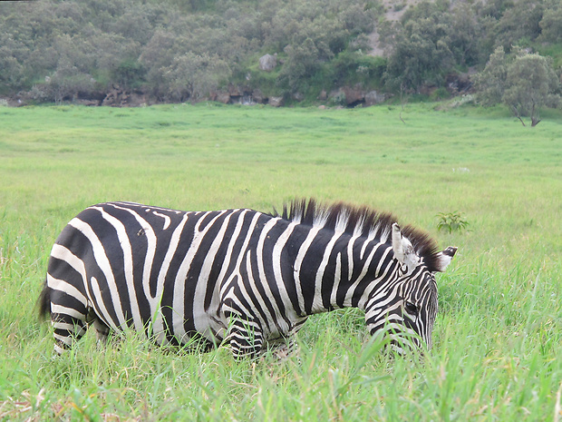 zebra kvaga tanganická Equus quagga boehmi