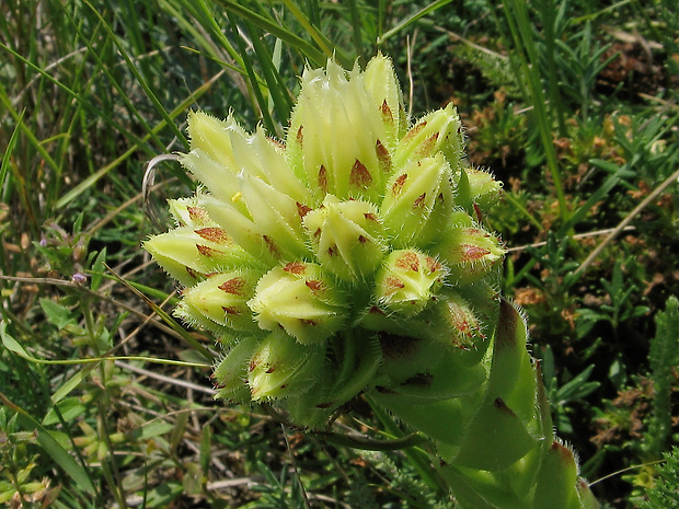 skalničník guľkovitý lysavejúci Jovibarba globifera subsp. glabrescens (Sabr.) Letz, ined.