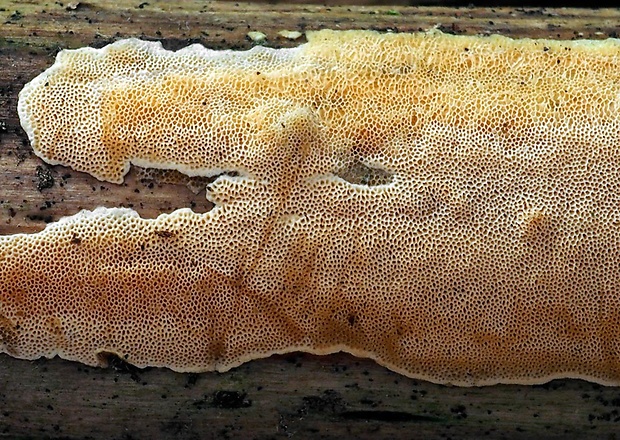 pórovníček oranžovkastý Junghuhnia nitida (Pers.) Ryvarden