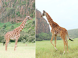 žirafa masajská