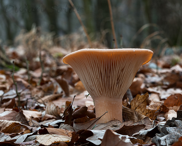 strmuľka veľká Infundibulicybe geotropa (Bull.) Harmaja