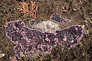 pevníkovec purpurový