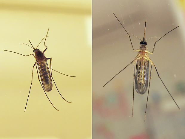 komár piskľavý Culex pipiens