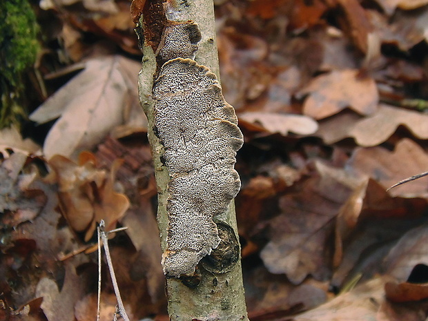 pórovka mäkká Datronia mollis (Sommerf.) Donk