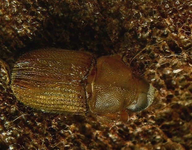 kůrovec jalovcový  Phloeosinus thujae Perris, 1855