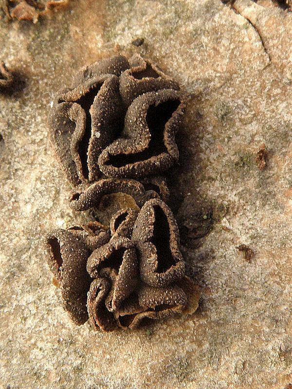 dutinovka lužná Sclerencoelia fascicularis (Alb. & Schwein.) P. Karst.