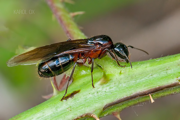 mravec drevokazný Camponotus ligniperdus