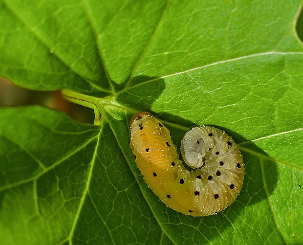 piliarka - pahúsenica Sciapteryx costalis, Fabricius, 1775 larva