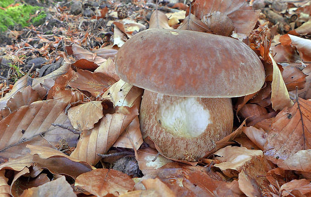 hríb dubový Boletus reticulatus Schaeff.