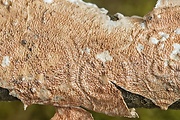 pakôrovec kožovitý