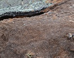 ohňovec hrdzavohnedý
