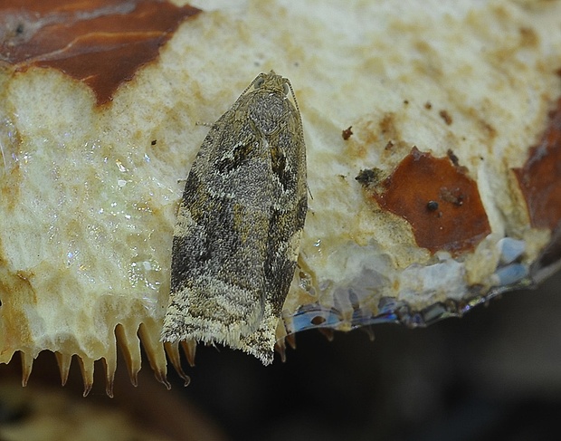 obaľovač drevinový  Archips xylosteana