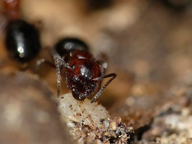 mravenec Camponotus cf. lateralis