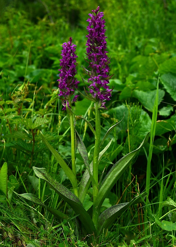 vstavačovec májový pravý Dactylorhiza majalis subsp. majalis (Reincherb.) Hunt & Summerh.