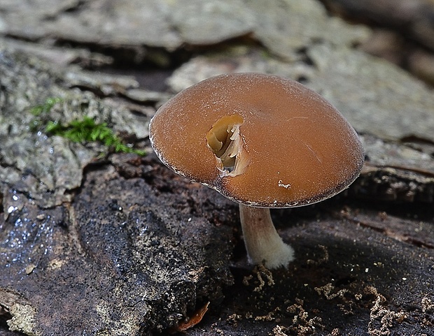 smeťovička veľká Simocybe sumptuosa (P.D. Orton) Singer