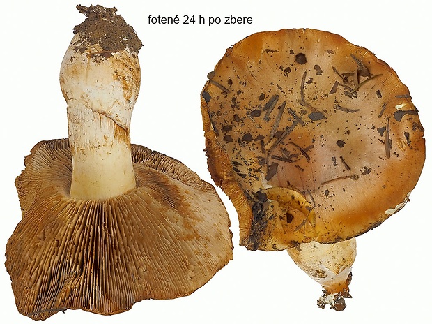 pavučinovec zdatný Cortinarius herculeus f. herculeus Malençon