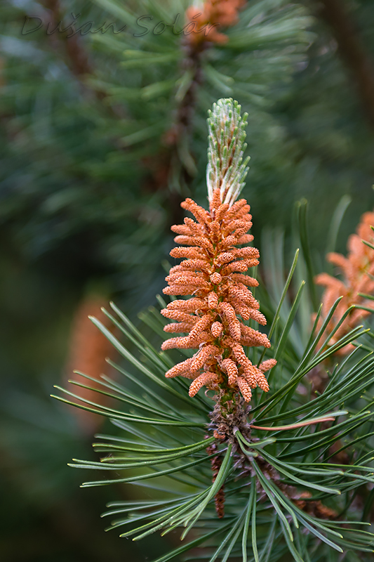 borovica Pinus sp. H. Christ