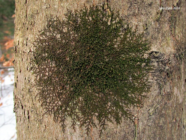 dukátovka rozšírená Frullania dilatata (L.) Dumort.