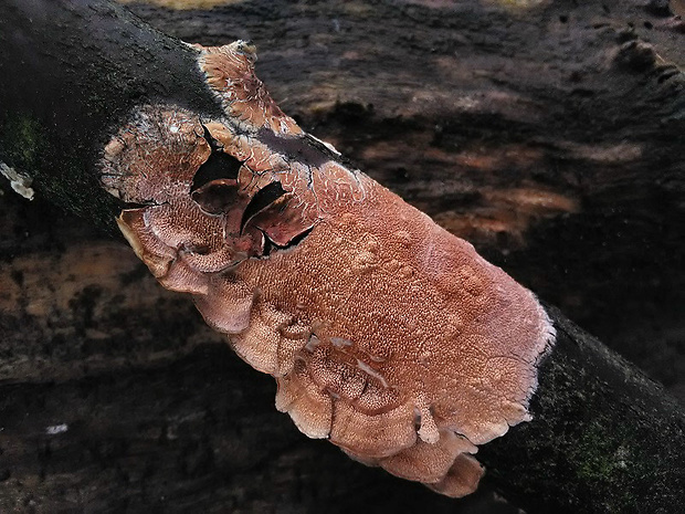 pakôrovec kožovitý Byssomerulius corium (Pers.) Ginns