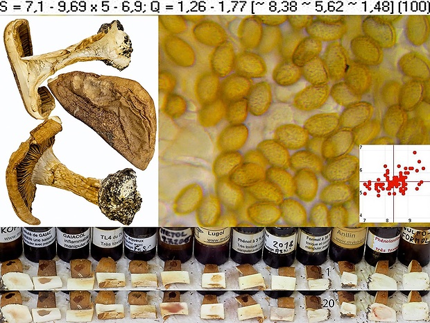 pavučinovec hnedopásový Phlegmacium cinctipes (Bidaud, Eyssart. & Hermitte) Niskanen & Liimat.