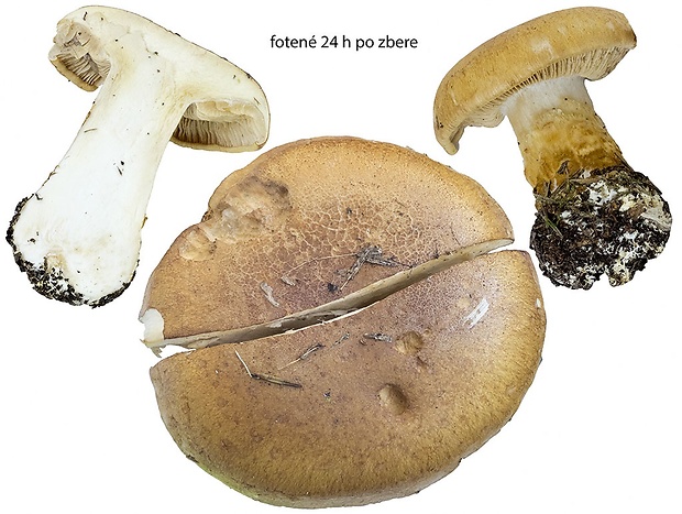 pavučinovec hnedopásový Phlegmacium cinctipes (Bidaud, Eyssart. & Hermitte) Niskanen & Liimat.