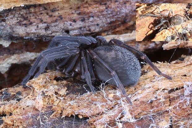 pavúk Araneae