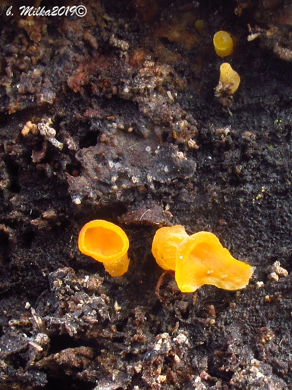 trasľavka pohárikovitá Guepiniopsis buccina (Pers.) L.L. Kenn.