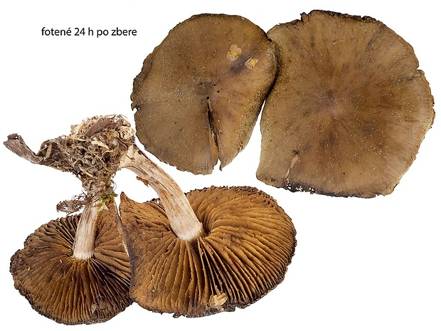 pavučinovec šiškovitý Cortinarius angelesianus A.H. Sm.