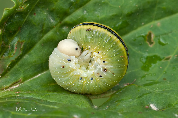 kyjačka brezová  Cimbex femoratus (larva)