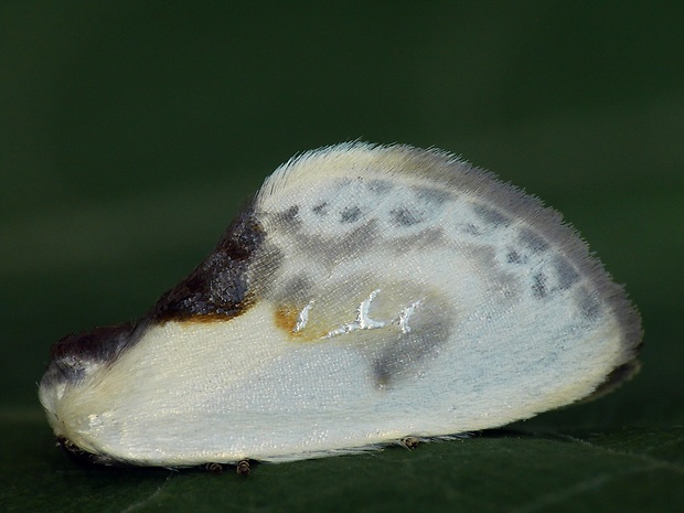srpokrídlovec trnkový (sk) / srpokřídlec trnkový (cz) Cilix glaucata Scopoli, 1763