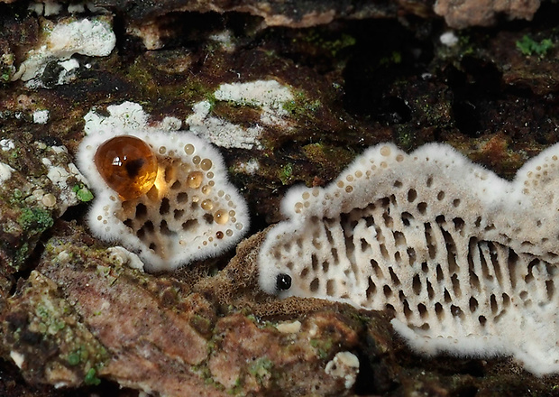 pórovka mäkká Datronia mollis (Sommerf.) Donk
