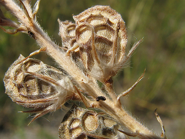 vičenec vikolistý Onobrychis viciifolia Scop.