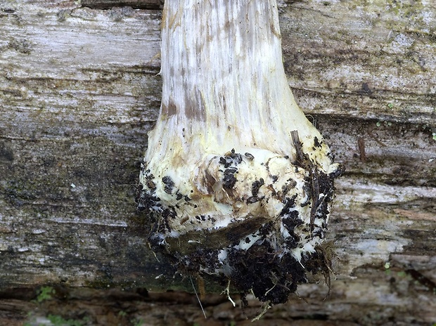 pavučinovec sadzovolupeňový Cortinarius fuligineofolius (M.M. Moser) M.M. Moser & Peintner