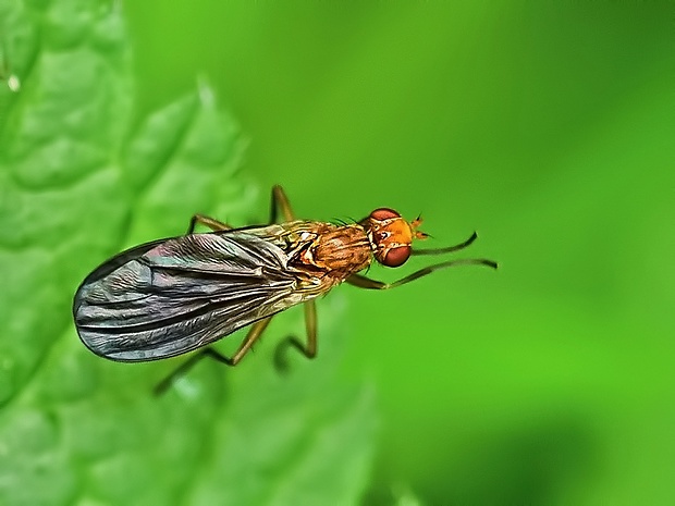 rohačka Pelidnoptera fuscipennis ♀