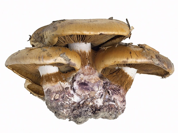 pavučinovec fialovoškvrnitý Cortinarius violaceomaculatus Brandrud