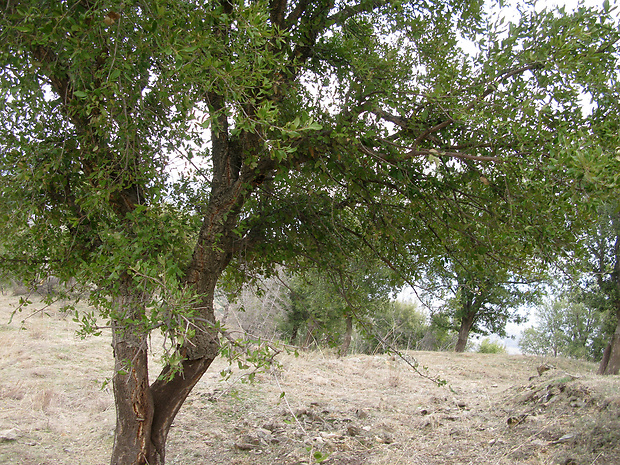 dub korkový Quercus suber L.