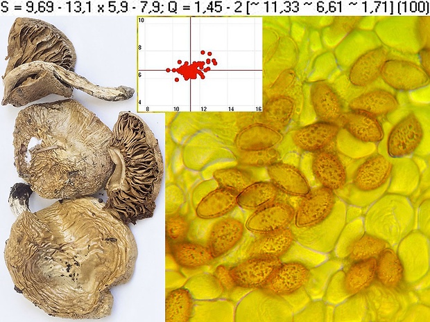 pavučinovec mokvajúci Cortinarius mucifluoides Rob. Henry ex Bidaud, Moënne-Locc. & Reumaux