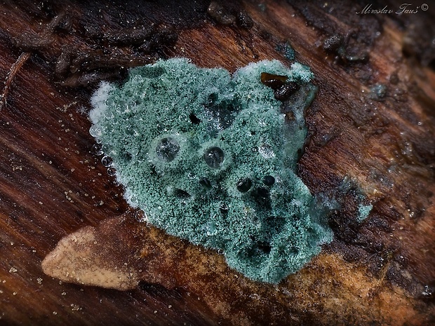 trichoderma Trichoderma sp.