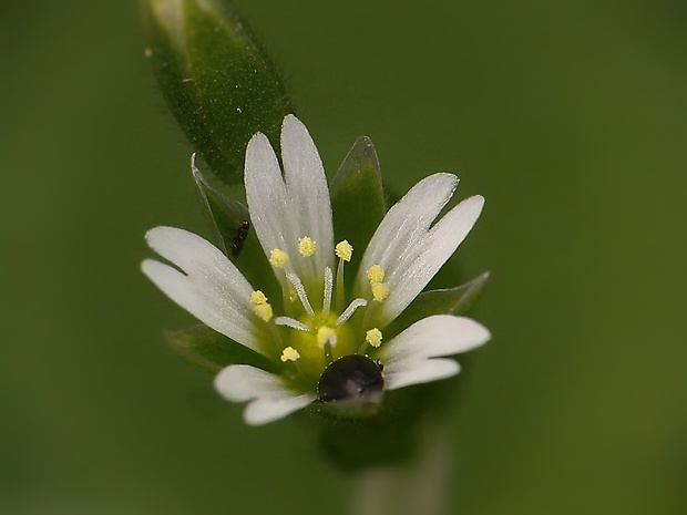 rožec obyčajný Cerastium holosteoides Fr.