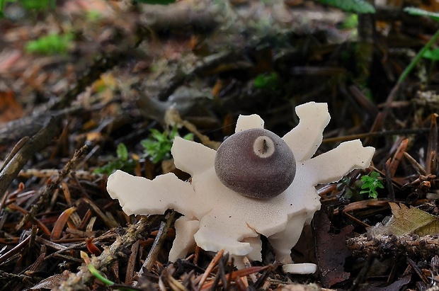 hviezdovka štvorcípová Geastrum quadrifidum DC. ex Pers.