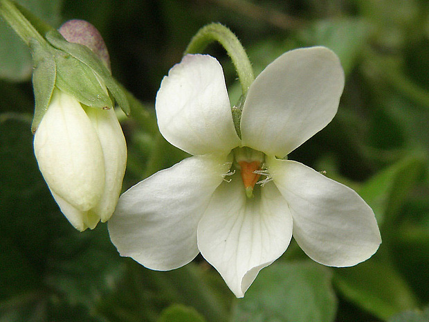 fialka voňavá - albín  Viola odorata L.