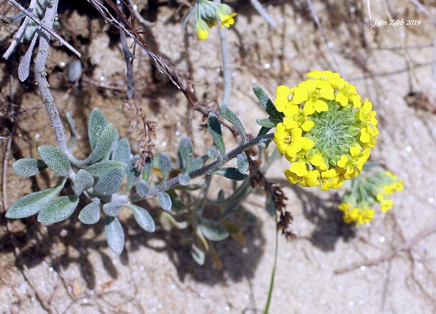 tarica kopcová pravá Alyssum montanum subsp. montanum L.