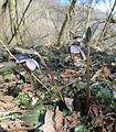 čemerica purpurová